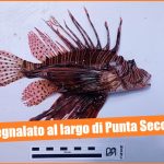 Biodiversità marina. Avvistato a Punta Secca il "pesce scorpione", primo caso nel ragusano
